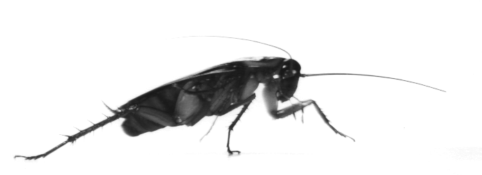 Cockroach1_0.2.GIF